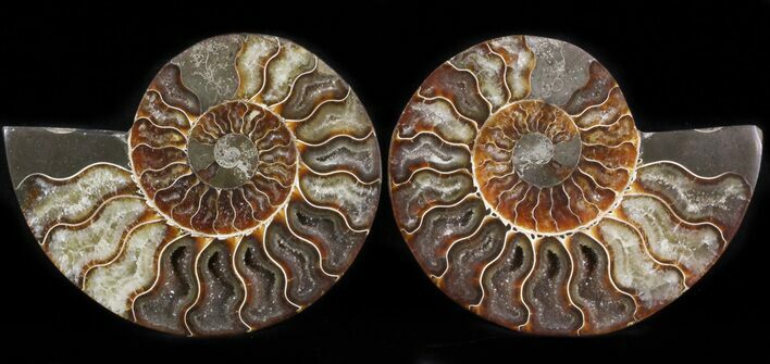 Polished Ammonite Pair - Agatized #41182